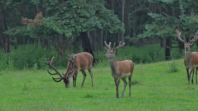 Red deer (Cervus elaphus) two stags and young male at edge of pine forest with antlers covered in velvet in late spring