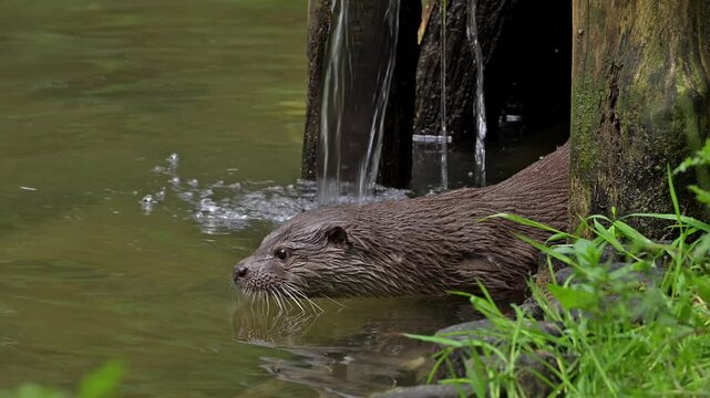 Eurasian otter / European river otter (Lutra lutra) diving in water of stream