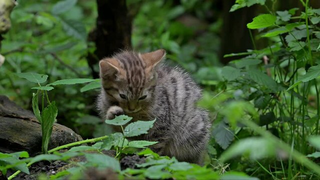 European wildcat / wild cat (Felis silvestris silvestris) 7 week old kitten grooming fur of forepaw in underbrush / thicket in spring