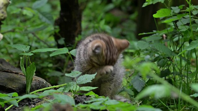European wildcat / wild cat (Felis silvestris silvestris) 7 week old kitten grooming fur of forepaw in underbrush / thicket in spring