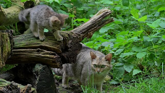 European wildcat / wild cat (Felis silvestris silvestris) female with playful 7 week old kitten in underbrush / thicket in spring