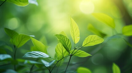 Obraz premium Abstract background of green leaves with soft focus and natural lighting