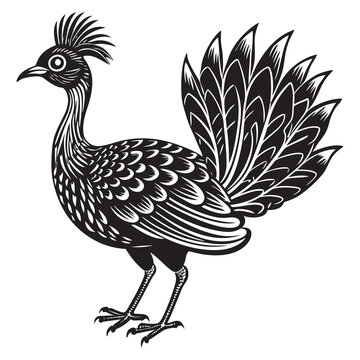 recommend clip art: black and white lyrebird