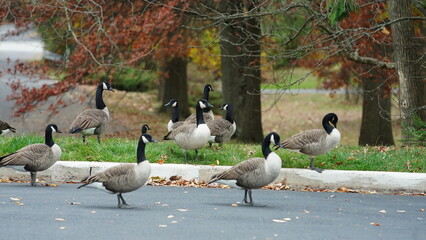The wild goose having a rest on the grass land in autumn © Bo