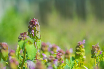 A field of flowers with a single purple flower in the foreground. Selective focus.