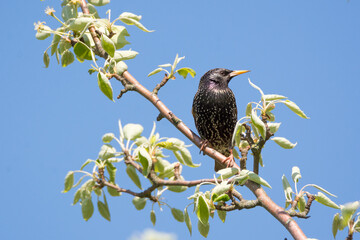 starling on tree spring countriyside