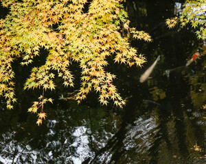 鯉が泳ぐ池
