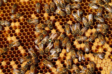 Purebred queen bees of the Buckfast breed. The queen is surrounded by nurse bees.