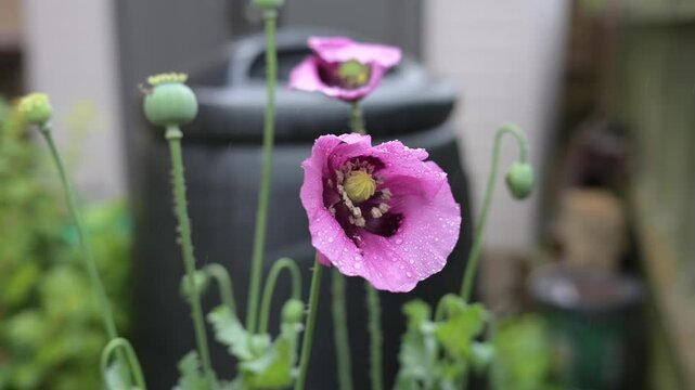 Pink poppies sway in the breeze and rain 