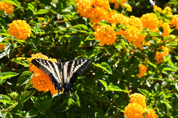 Butterfly On Orange Milk Weed Beautiful 
