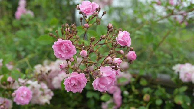 Pink roses sway in the breeze as rain falls on the garden 