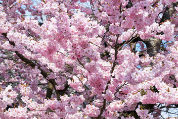 Zierkirsche, Kirschbaum, Blüten, Zierstrauch