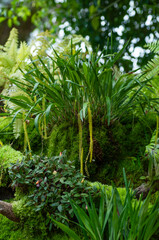 In this vibrant, lush scene, various plants, including Dendrobium orchids and moss. The cascading yellow flower spikes add a dynamic element to the landscape, showcasing nature's diversity and beauty.