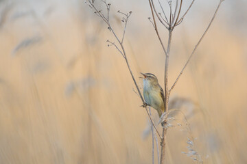 Sedge warbler