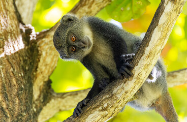 White-throated Monkey (cercopithecus albogularis) in a tree, Kenya, Africa