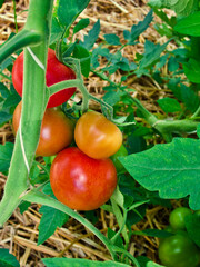 Plant with homegrown ripe red tomatoes in organic culture in summer.