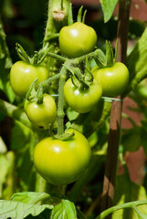 Plant with homegrown unripe green tomatoes in organic growing in summer.