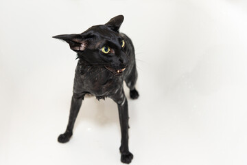 Black funny cat wet in bath, black purebred oriental cat washing