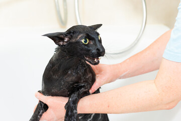 Black funny cat wet in bath, black purebred oriental cat washing