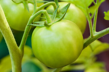 Close-up of homegrown tomato plant with green unripe tomatoes in organic culture in summer.