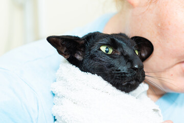 Black cat in towel after bath, woman and black oriental cat in towel