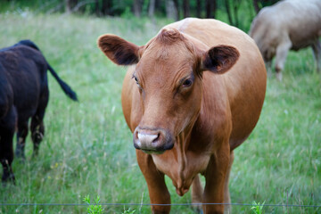 brown cow with ring in nose farm agriculture