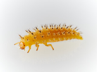 Larva of Bryony Ladybird Henosepilachna argus