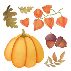 watercolor pumpkin, autumn coloured leaves, mountain ash and winter cherry hand drawn illustrations set isolated on white background