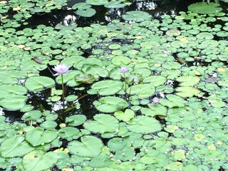 Blooming Water Lilies
