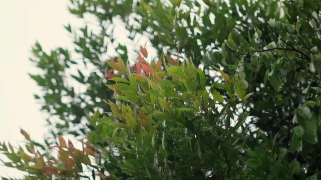 Syzygium Oleana tree with raindrops and blurred background or bokeh effect. Close-up and slow-motion shot.