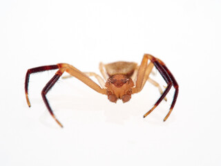European Crab Spider on a white background. Thomisus onustus. Male