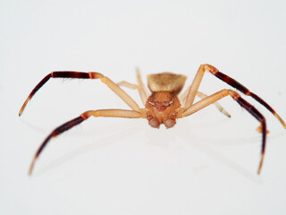 European Crab Spider on a white background. Thomisus onustus. Male