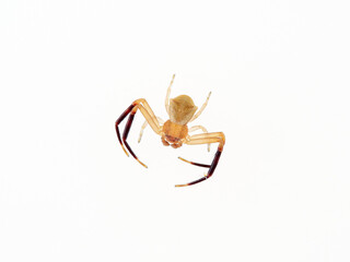 European Crab Spider on a white background. Thomisus onustus. Male