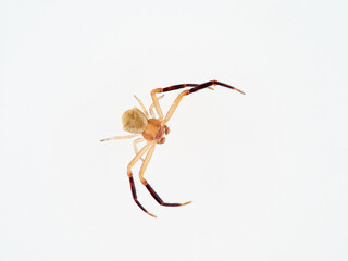 European Crab Spider on a white background. Thomisus onustus. Male