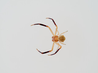 European Crab Spider on a white background. Thomisus onustus. Male