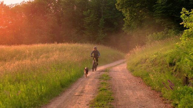 AERIAL, PORTRAIT: Female cyclist rides along a gravel trail through the beautiful countryside with her dog at sunset. Summer activity as golden setting sun casts a warm glow over the rural landscape.