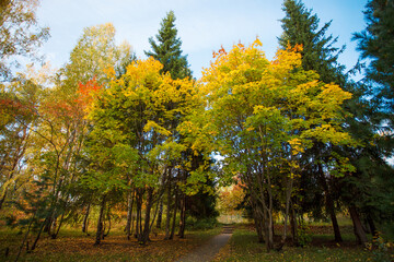 Golden autumn in city park, seasonal landscape, beautiful nature, Time for romantic walking. Tree alley in fall background