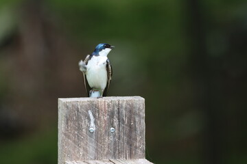 A tree swallow looking over their shoulder