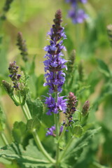 Salvia in bloom in springtime