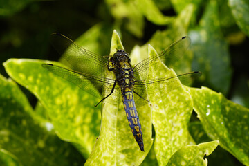 Female Black-tailed skimmer (Orthetrum cancellatum). Bluish green abdomen. Dragonfly, family Libellulidae. Gold-Dust Plant (Aucuba japonica). Dutch garden. Summer, July, Netherlands