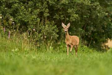 Sarna europejska, gatunek ssaka z rodziny jeleniowatych.Jedno z ważniejszych zwierząt łownych Europy © Zbigniew