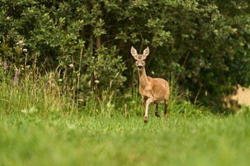 European roe deer - a species of cloven-hoofed mammal from the deer family. One of the most important game animals in Europe. © Zbigniew