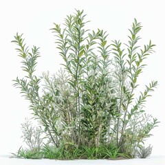 A fluffy and dense full bush plant including a lot of big green leaves and a little bit of small flowers isolated on a white background