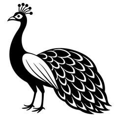 Peacock vector illustration, peacock isolated on white, peacock silhouette, peacock vector art