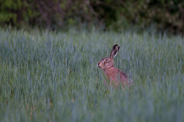 hare on the filed