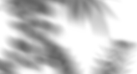 Realistic transparent shadow from a leaf of a palm tree on the transparent background. Tropical leaves shadow. Mockup with palm leaves shadow