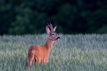 roe-deer on the field