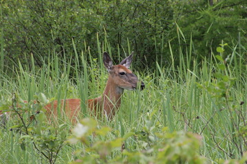 deer in the grass at Seney national wildlife refuge