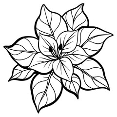 line art bougainvillea flower isolated on white