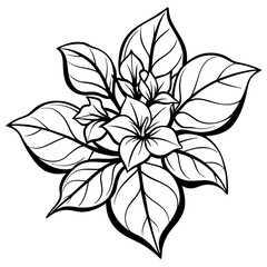 line art bougainvillea flower isolated on white